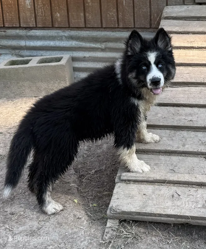 Blue – German Shepherd Dog, Siberian Husky puppy for sale in Diboll, TX