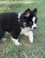 Blue, a male German Shepherd Dog and Siberian Husky for sale in Diboll, TX – 3 of 10