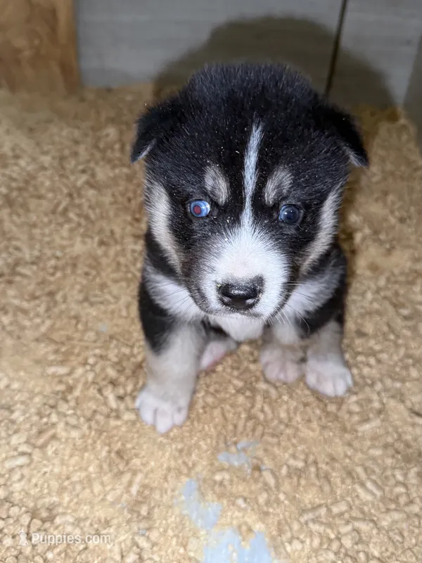 Green – German Shepherd Dog, Siberian Husky puppy for sale in Diboll, TX