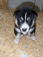 Green, a male German Shepherd Dog and Siberian Husky for sale in Diboll, TX – 2 of 7
