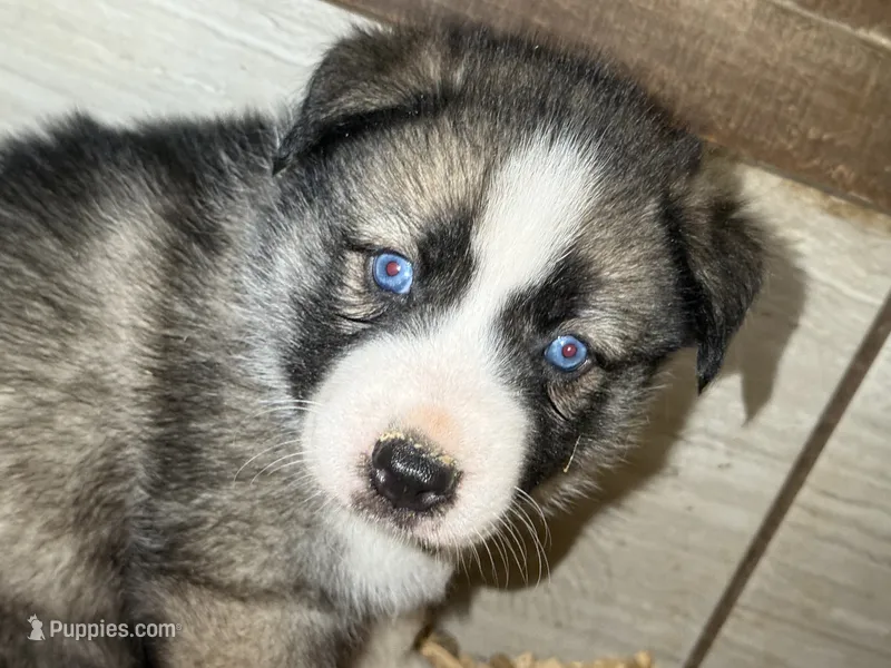 Yellow – German Shepherd Dog, Siberian Husky puppy for sale in Diboll, TX