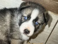 Yellow, a female German Shepherd Dog and Siberian Husky for sale in Diboll, TX – 1 of 7