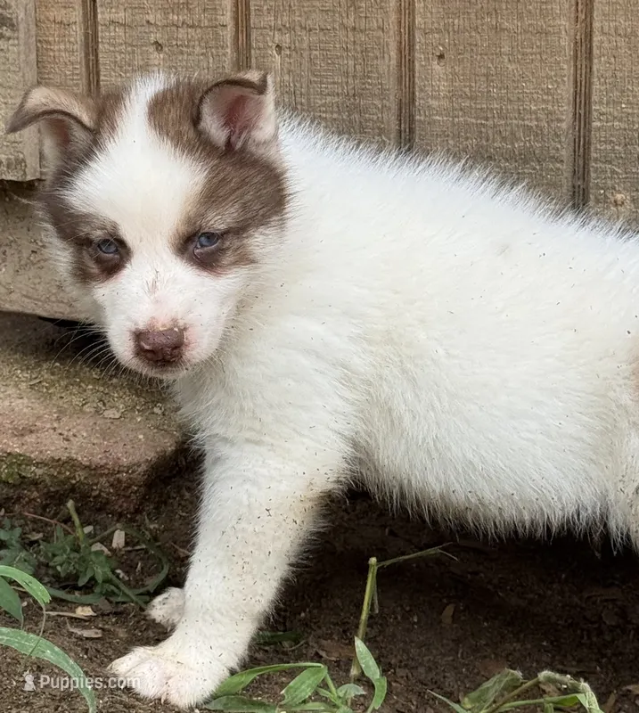 Red – German Shepherd Dog, Siberian Husky puppy for sale in Diboll, TX