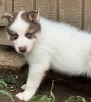 Red, a male German Shepherd Dog and Siberian Husky for sale in Diboll, TX – 1 of 8