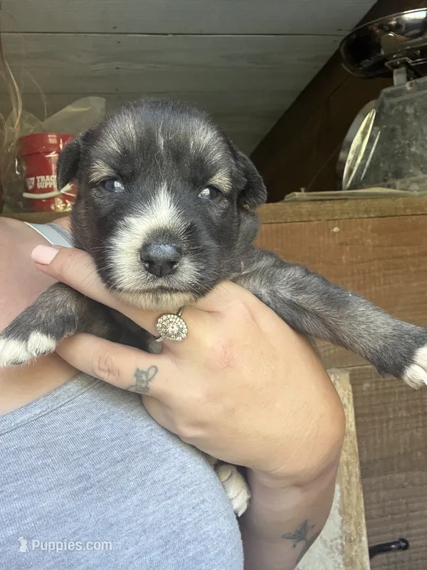 Pink – German Shepherd Dog, Siberian Husky puppy for sale in Diboll, TX