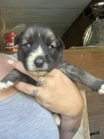 Pink, a female German Shepherd Dog and Siberian Husky for sale in Diboll, TX – 6 of 7