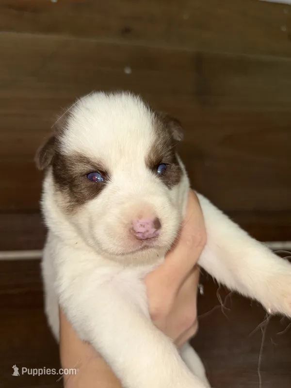 Red – German Shepherd Dog, Siberian Husky puppy for sale in Diboll, TX