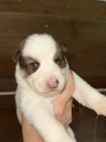 Red, a male German Shepherd Dog and Siberian Husky for sale in Diboll, TX – 7 of 8
