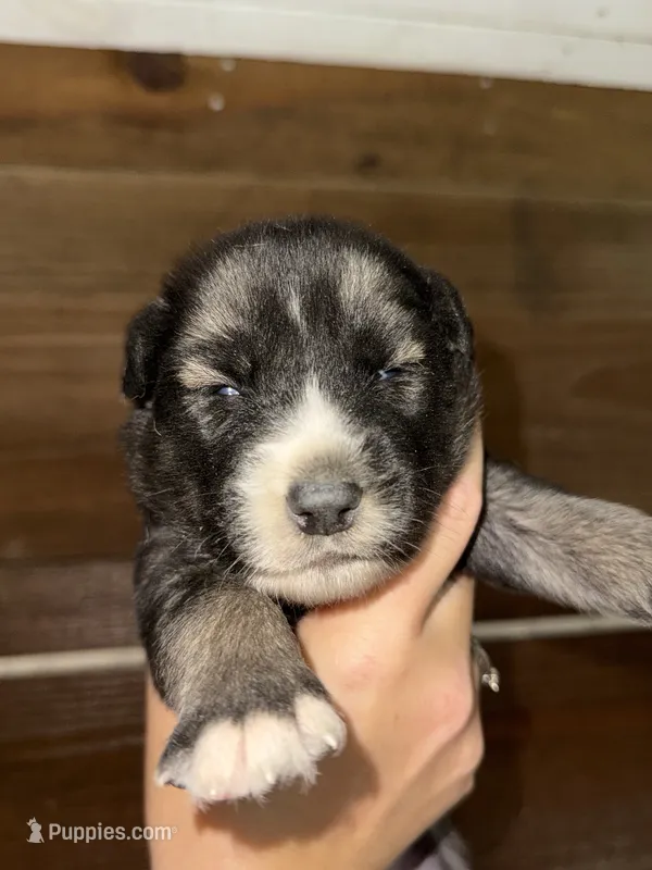 Pink – German Shepherd Dog, Siberian Husky puppy for sale in Diboll, TX