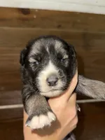 Pink, a female German Shepherd Dog and Siberian Husky for sale in Diboll, TX – 7 of 7