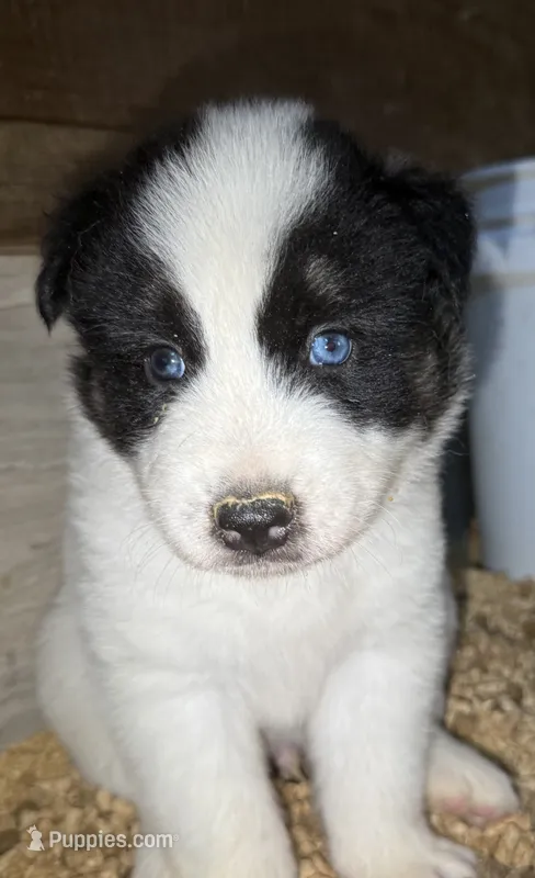 Black – German Shepherd Dog, Siberian Husky puppy for sale in Diboll, TX