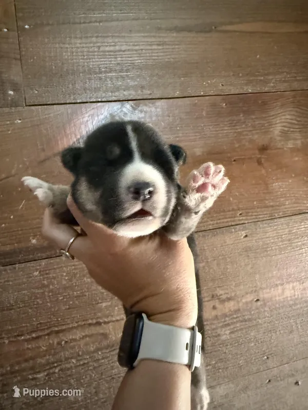 Green, a male German Shepherd Dog and Siberian Husky for sale in Diboll, TX – 1 of 2