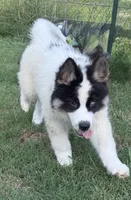 Black, a male German Shepherd Dog and Siberian Husky for sale in Diboll, TX – 1 of 8
