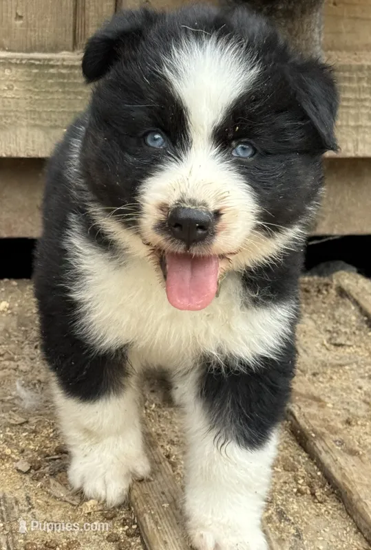 Blue – German Shepherd Dog, Siberian Husky puppy for sale in Diboll, TX