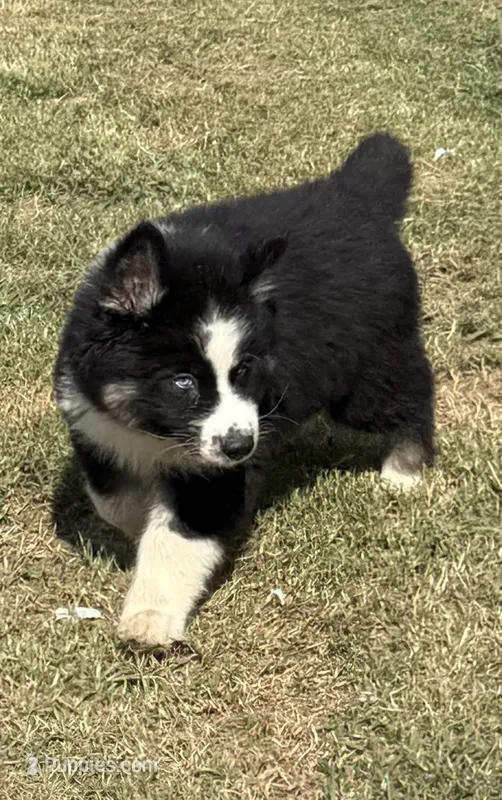 Blue – German Shepherd Dog, Siberian Husky puppy for sale in Diboll, TX