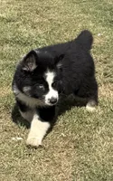 Blue, a male German Shepherd Dog and Siberian Husky for sale in Diboll, TX – 4 of 10