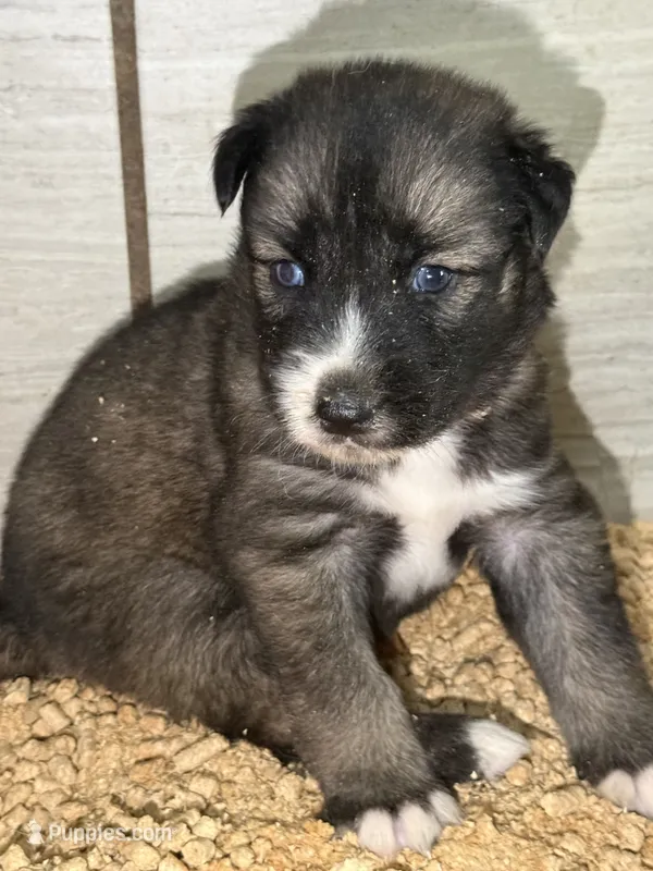Pink – German Shepherd Dog, Siberian Husky puppy for sale in Diboll, TX