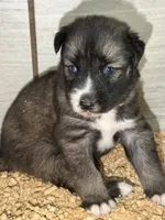 Pink, a female German Shepherd Dog and Siberian Husky for sale in Diboll, TX – 2 of 7