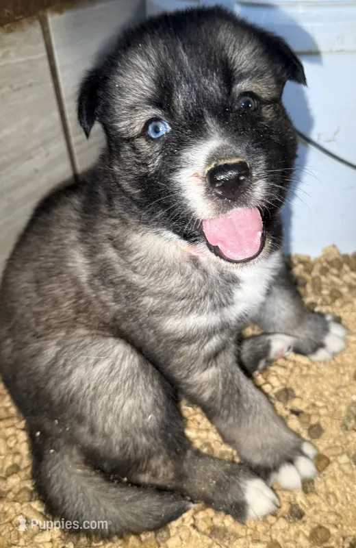 Pink – German Shepherd Dog, Siberian Husky puppy for sale in Diboll, TX