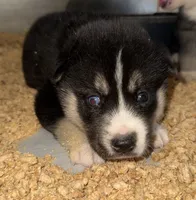 Green, a male German Shepherd Dog and Siberian Husky for sale in Diboll, TX – 4 of 7