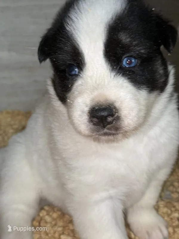 Black – German Shepherd Dog, Siberian Husky puppy for sale in Diboll, TX