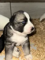 Yellow, a female German Shepherd Dog and Siberian Husky for sale in Diboll, TX – 5 of 7