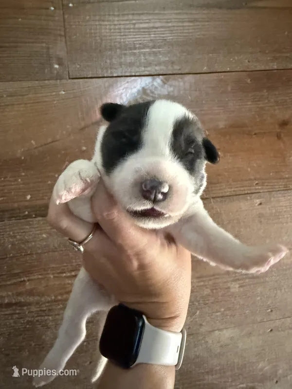 Black – German Shepherd Dog, Siberian Husky puppy for sale in Diboll, TX