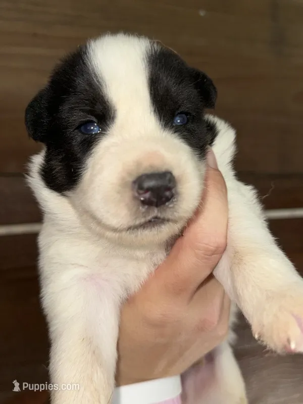 Black – German Shepherd Dog, Siberian Husky puppy for sale in Diboll, TX