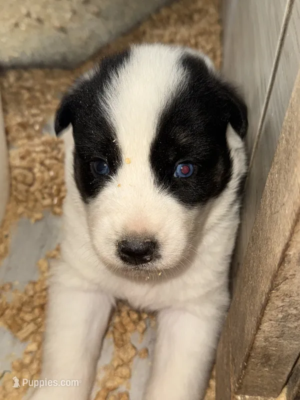 Black – German Shepherd Dog, Siberian Husky puppy for sale in Diboll, TX