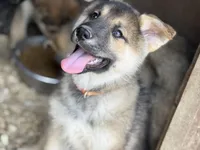 Severus, a male German Shepherd Dog and Siberian Husky for sale in Diboll, TX – Photo 1 of 7