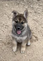Severus, a male German Shepherd Dog and Siberian Husky for sale in Diboll, TX – Photo 2 of 7