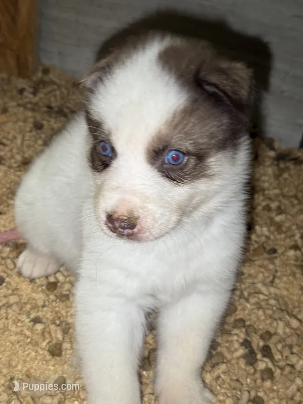 Red – German Shepherd Dog, Siberian Husky puppy for sale in Diboll, TX