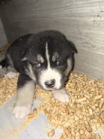 Green, a male German Shepherd Dog and Siberian Husky for sale in Diboll, TX – 5 of 7
