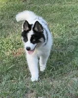 Black, a male German Shepherd Dog and Siberian Husky for sale in Diboll, TX – 2 of 8