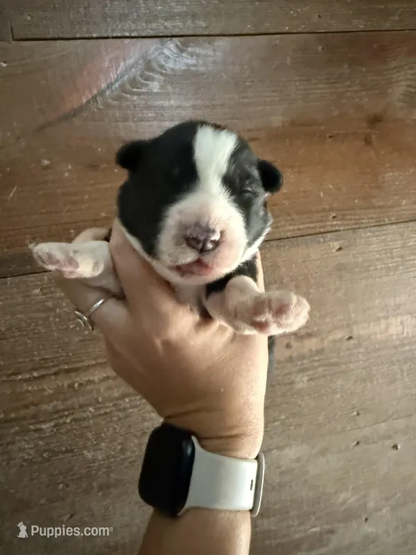 Blue – German Shepherd Dog, Siberian Husky puppy for sale in Diboll, TX