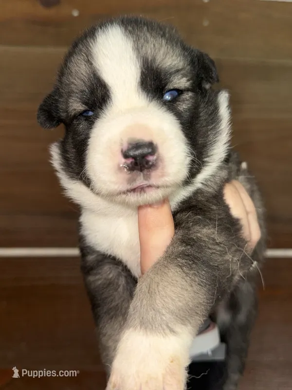 Yellow – German Shepherd Dog, Siberian Husky puppy for sale in Diboll, TX