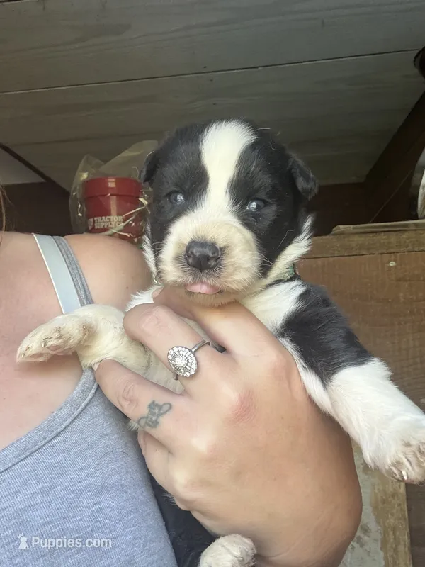 Blue – German Shepherd Dog, Siberian Husky puppy for sale in Diboll, TX