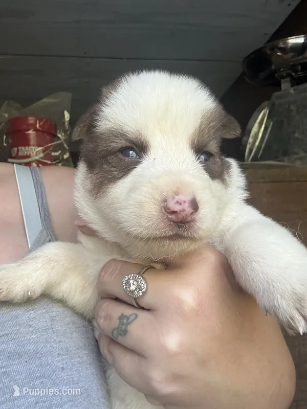 Red – German Shepherd Dog, Siberian Husky puppy for sale in Diboll, TX
