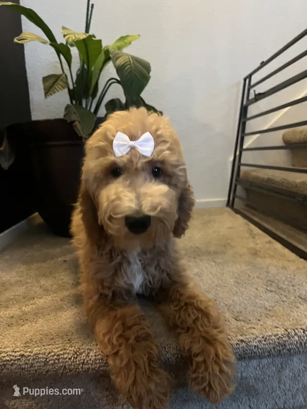 Standard Goldendoodle – Goldendoodle puppy for sale in Tracy, CA