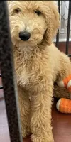 Standard Goldendoodle , a male Goldendoodle and Golden Retriever for sale in Tracy, CA – 3 of 5