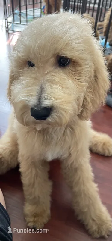 Standard Goldendoodle  – Goldendoodle puppy for sale in Tracy, CA
