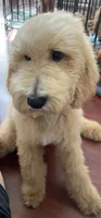 Standard Goldendoodle , a male Goldendoodle for sale in Tracy, CA – 1 of 1