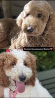 Standard Goldendoodle , a male Goldendoodle and Golden Retriever for sale in Tracy, CA – 4 of 4
