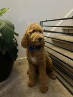 Standard Goldendoodle , a male Goldendoodle for sale in Tracy, CA – 2 of 2