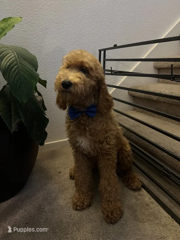 Standard Goldendoodle  – Goldendoodle puppy for sale in Tracy, CA