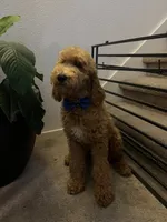 Standard Goldendoodle , a male Goldendoodle for sale in Tracy, CA – 1 of 2