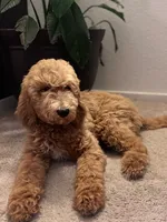 Standard Goldendoodle , a male Goldendoodle and Golden Retriever for sale in Tracy, CA – 2 of 4