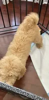Standard Goldendoodle , a male Goldendoodle and Golden Retriever for sale in Tracy, CA – 5 of 5