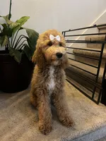 Standard Goldendoodle, a female Goldendoodle for sale in Tracy, CA – 2 of 2