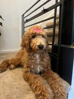 Standard Goldendoodles, a female Goldendoodle for sale in Tracy, CA – 2 of 2